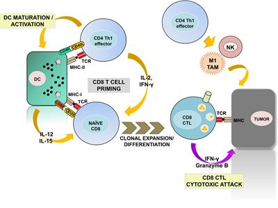 Frontiers | Systemic CD4 Immunity as a Key Contributor to PD-L1/PD